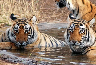 Rajasthan Wildlife Tours